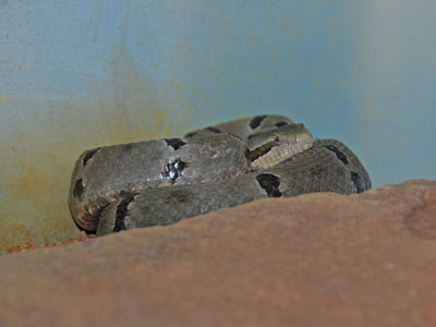 Tamaulipan Rock Rattlesnake