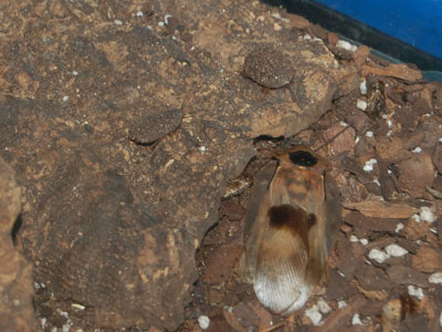 Brazillian Giant Cockroach