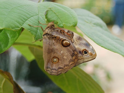 Giant Owl Butterfly