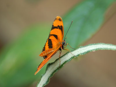 Banded Orange Longwing