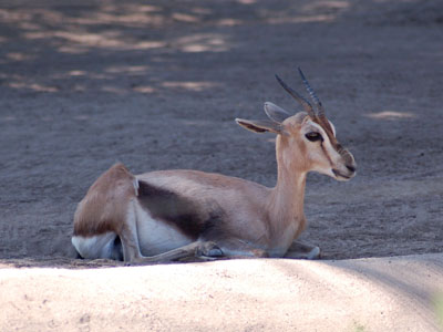 Speke's Gazelle