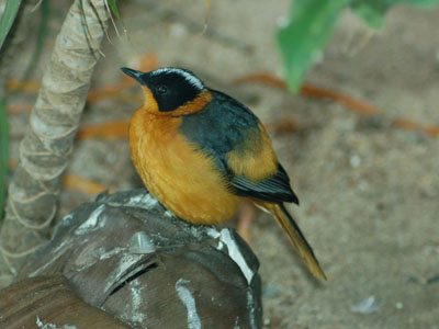 Snowy-crowned Robin-chat