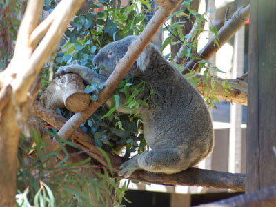 Queensland Koala