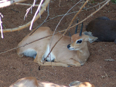Western Red-flanked Duiker