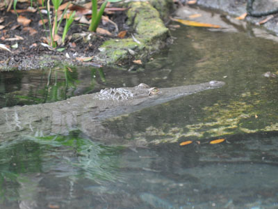 Orinoco Crocodile