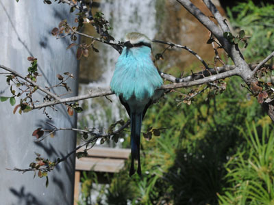 Racket-tailed Roller