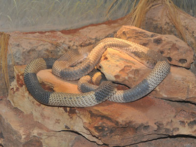 Banded Egyptian Cobra
