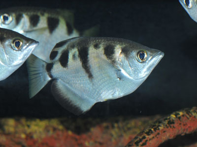 Banded Archerfish