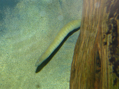 Aquatic Caecilian