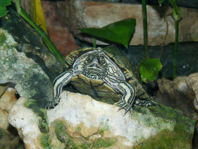 Cagle's Map Turtle