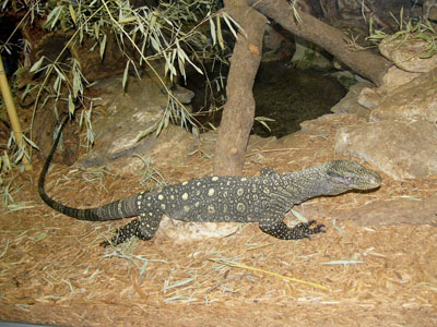 Crocodile Monitor