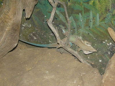 Common Ameiva