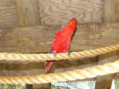 Red Lory