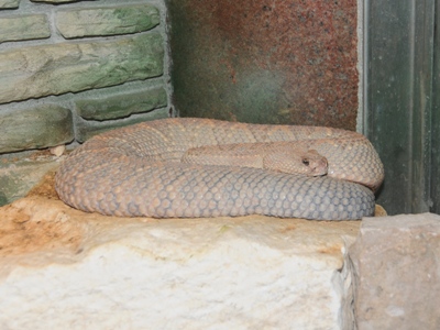Aruba Island Rattlesnake
