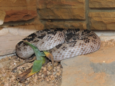 Huamantlan Rattlesnake