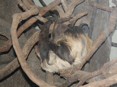 Southern Two-toed Sloth