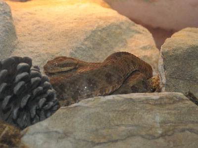 Queretaro Dusky Rattlesnake
