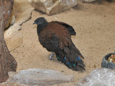 Mountain Peacock-pheasant