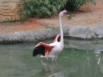 Unidentified Flamingo