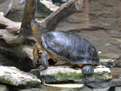 Black Wood Turtle