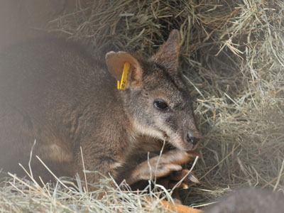 Parma Wallaby