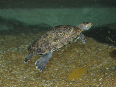 Savanna Side-necked Turtle