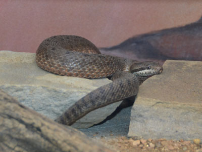 Eastern Twin-spotted Rattlesnake