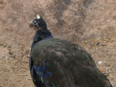 Congo Peacock