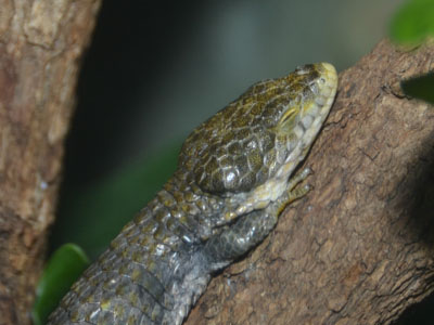 Mixtecan Alligator Lizard