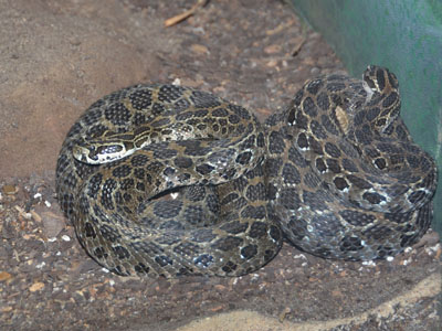 Mexican Lance-headed Rattlesnake