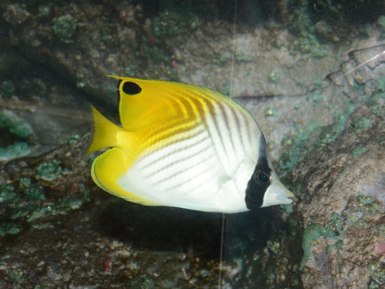 The Online Zoo Threadfin Butterflyfish