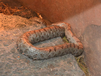 Cross-banded Mountain Rattlesnake